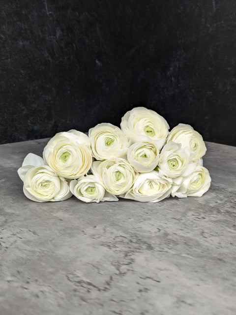 Ranunculus Corms-White - Sunny Meadows Flower Farm