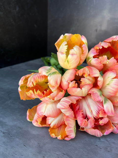 Tulip-Apricot Parrot - Sunny Meadows Flower Farm