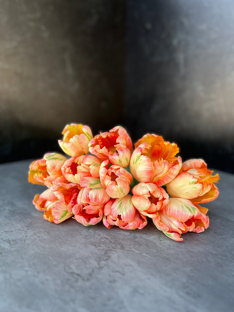 Tulip-Apricot Parrot - Sunny Meadows Flower Farm
