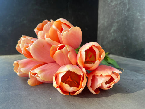 Tulip-Menton - Sunny Meadows Flower Farm