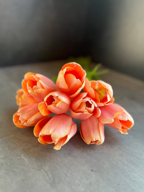 Tulip-Menton - Sunny Meadows Flower Farm
