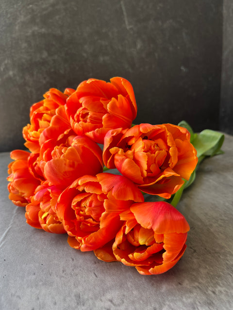 Tulip-Icoon - Sunny Meadows Flower Farm