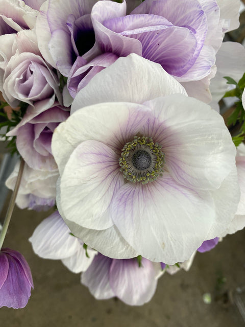 Anemone Corms-Pastel - Sunny Meadows Flower Farm