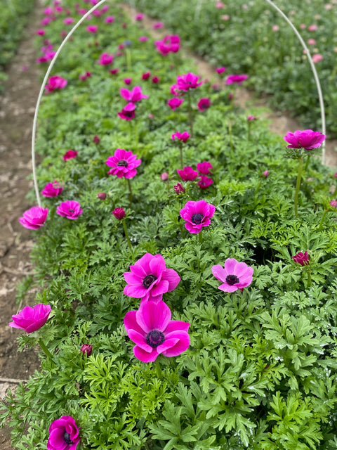 Anemone Corms-Pink - Sunny Meadows Flower Farm