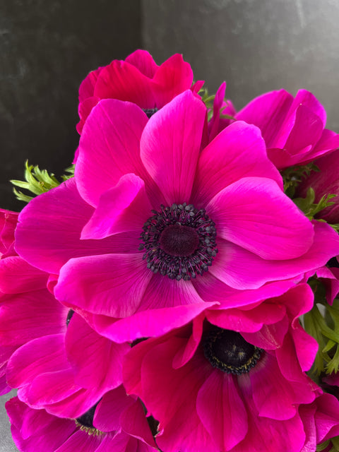 Anemone Corms-Pink - Sunny Meadows Flower Farm