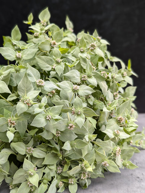 Bareroot Clumps-Mountain Mint - Sunny Meadows Flower Farm