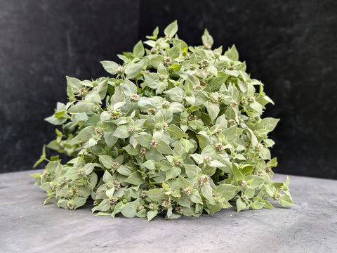 Bareroot Clumps-Mountain Mint - Sunny Meadows Flower Farm