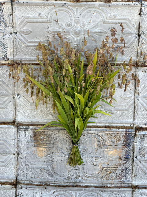 Bareroot Clumps-Sea Oats - Sunny Meadows Flower Farm
