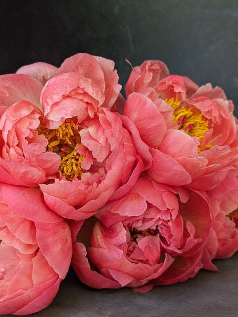 Bareroot-Peony Coral Charm - Sunny Meadows Flower Farm