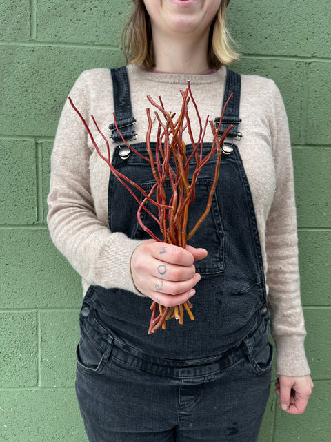 Willow Unrooted Cutting-Curly Red Willow - Sunny Meadows Flower Farm