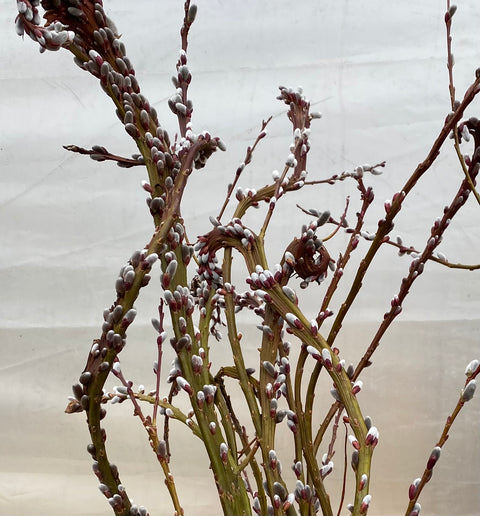 Willow Unrooted Cutting- Fantail Willow - Sunny Meadows Flower Farm