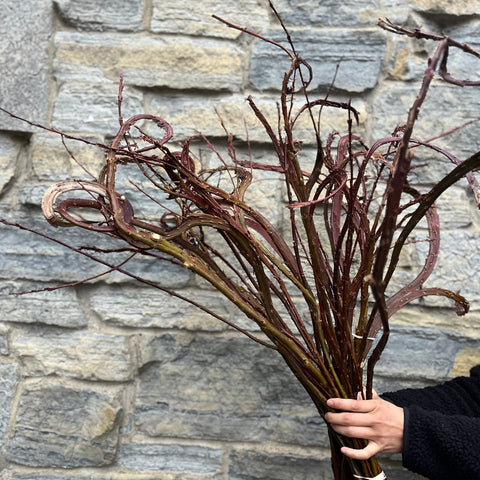 Willow Unrooted Cutting- Fantail Willow - Sunny Meadows Flower Farm