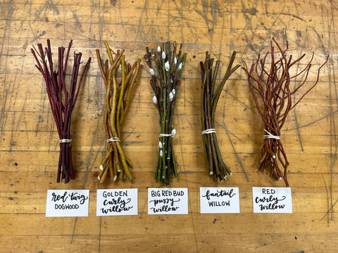 Willow Unrooted Cutting- Fantail Willow - Sunny Meadows Flower Farm