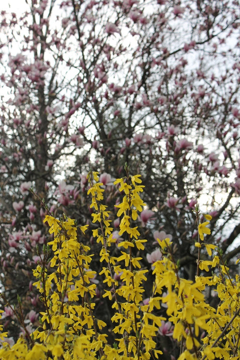 Bareroot-Forsythia Lynwood Gold - Sunny Meadows Flower Farm