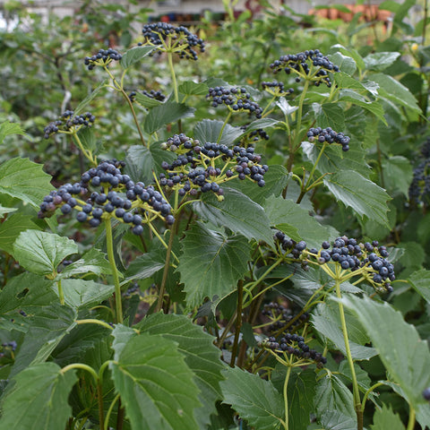 Liner-Viburnum Blue Muffin - Sunny Meadows Flower Farm