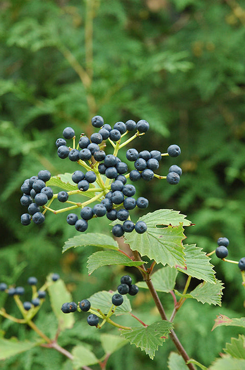 Liner-Viburnum Blue Muffin - Sunny Meadows Flower Farm