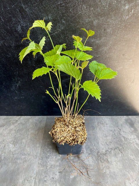 Liner-Viburnum Blue Muffin - Sunny Meadows Flower Farm