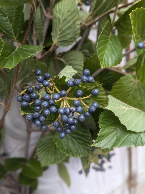 Liner-Viburnum Chicago Lustre - Sunny Meadows Flower Farm