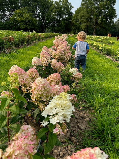 Liner-Hydrangea Firelight - Sunny Meadows Flower Farm
