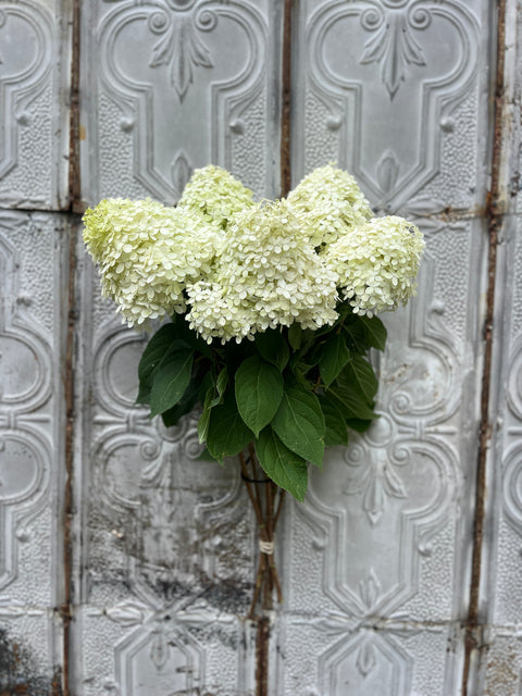 Liner-Hydrangea Limelight - Sunny Meadows Flower Farm