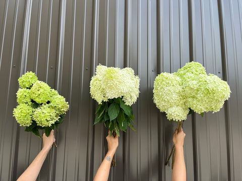 Liner-Hydrangea Limelight - Sunny Meadows Flower Farm