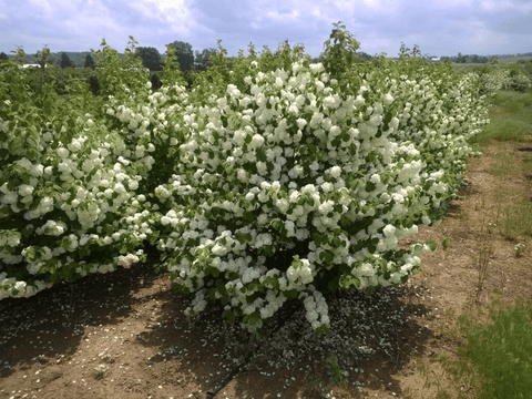 Liner-Viburnum Popcorn - Sunny Meadows Flower Farm