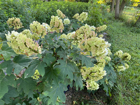 Liner-Hydrangea Ruby Slippers - Sunny Meadows Flower Farm