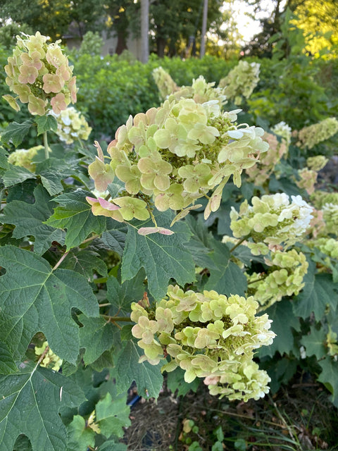 Liner-Hydrangea Ruby Slippers - Sunny Meadows Flower Farm