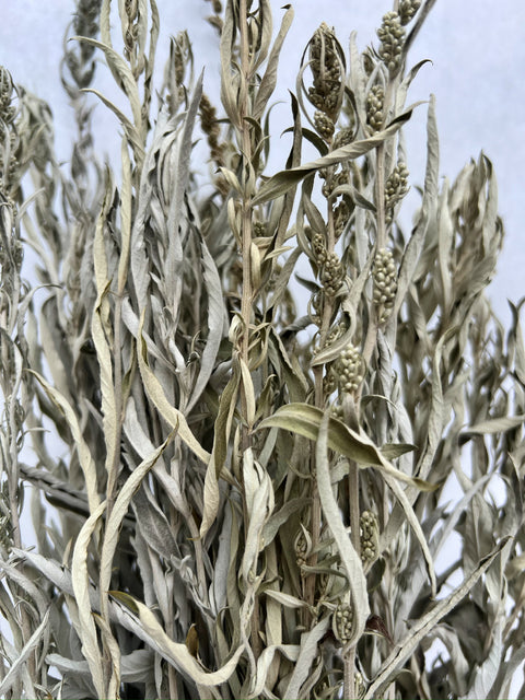 Dried Grasses-Artemisia Silver King - Sunny Meadows Flower Farm