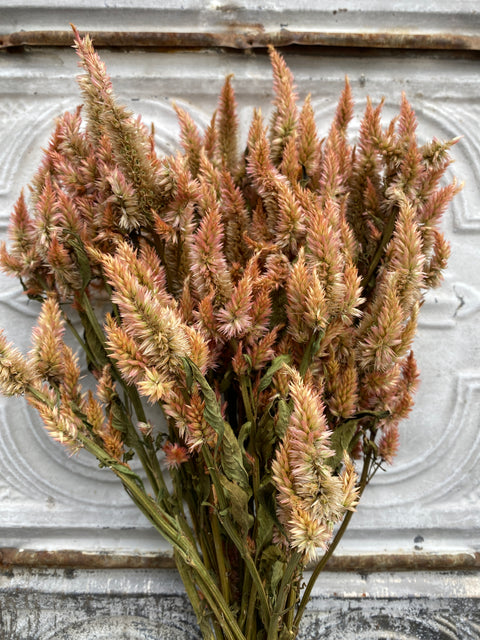 Dried Flower Bunch-Celosia Terracotta Spike - Sunny Meadows Flower Farm
