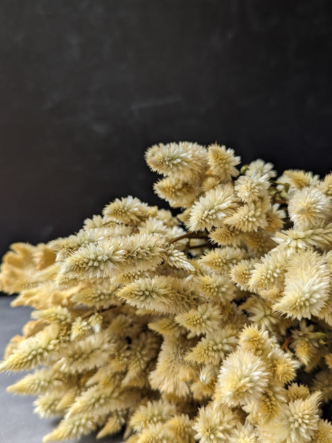 Dried Flower Bunch-Celosia White Spike - Sunny Meadows Flower Farm