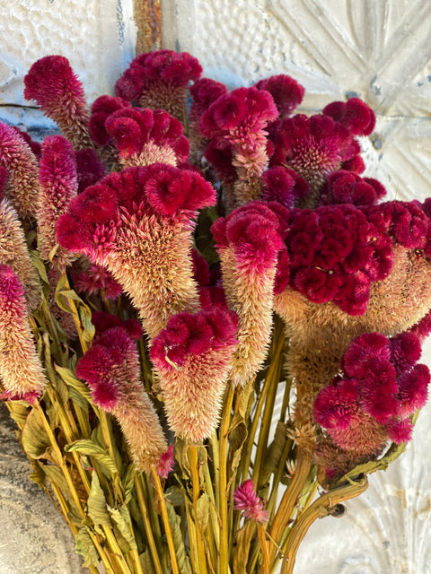 Dried Flower Bunch-Crest Celosia Burgundy - Sunny Meadows Flower Farm