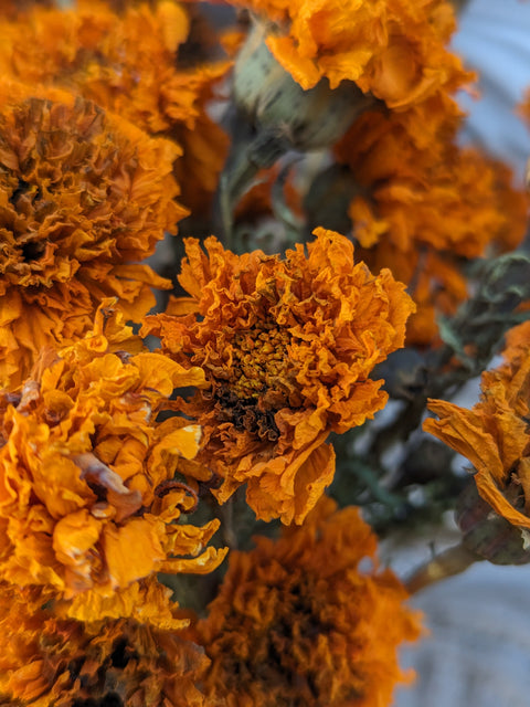 Dried Flower Bunch-Marigold Orange - Sunny Meadows Flower Farm