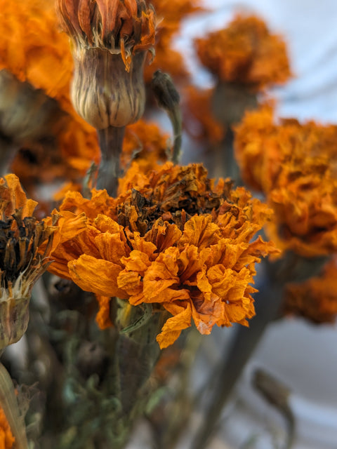 Dried Flower Bunch-Marigold Orange - Sunny Meadows Flower Farm