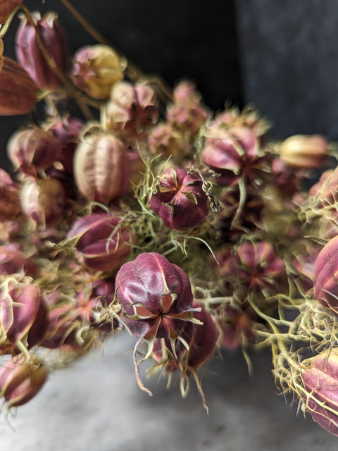 Dried Flower Bunch-Nigella Pods - Sunny Meadows Flower Farm