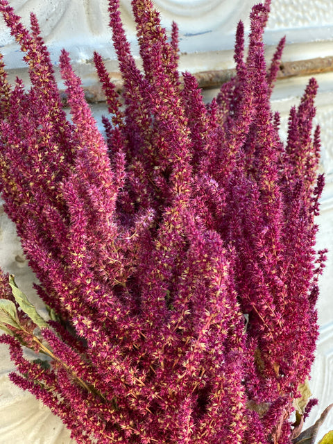 Dried Foliage Bunch-Amaranth Burgundy - Sunny Meadows Flower Farm