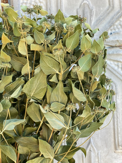 Dried Foliage Bunch-Mountain Mint - Sunny Meadows Flower Farm
