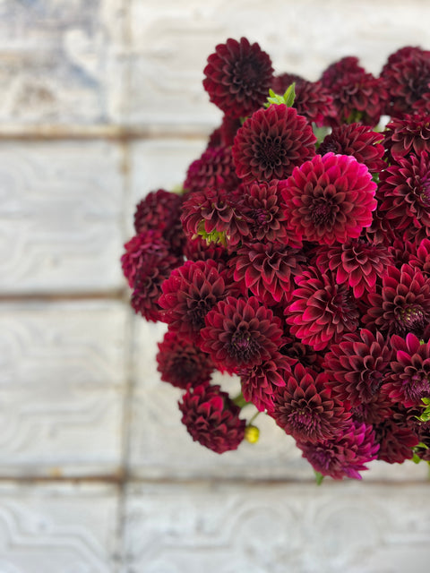 Dahlia Black Satin - Sunny Meadows Flower Farm