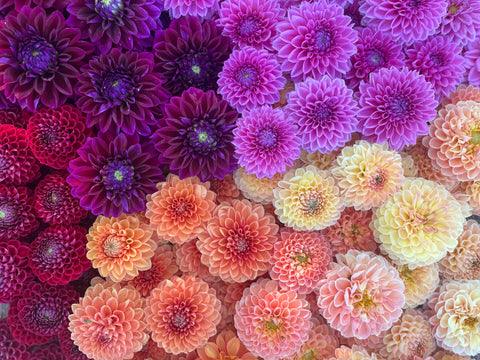 Dahlia Bright + Cheery Mix- 10 tubers - Sunny Meadows Flower Farm