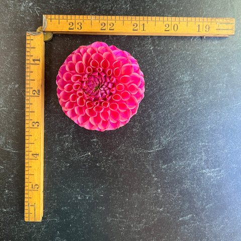 Dahlia Caitlin's Joy - Sunny Meadows Flower Farm