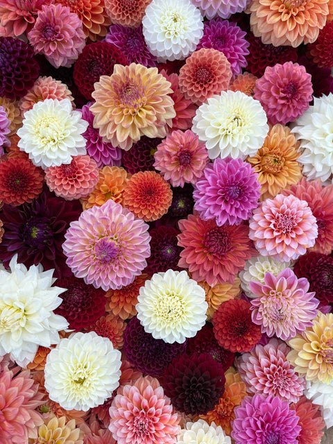 Dahlia Grab Bag Mix-10 Tubers - Sunny Meadows Flower Farm