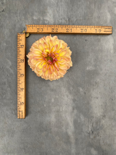 Dahlia Valley Tawny - Sunny Meadows Flower Farm