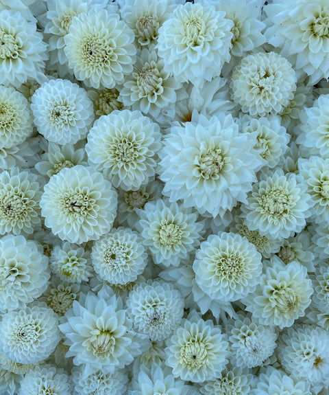 Dahlia White Wedding Mix- 10 tubers - Sunny Meadows Flower Farm
