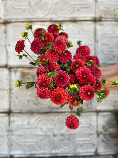 Dahlia Zundert Mystery Fox - Sunny Meadows Flower Farm