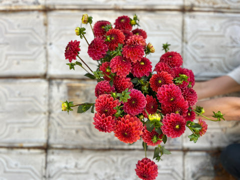 Dahlia Zundert Mystery Fox - Sunny Meadows Flower Farm