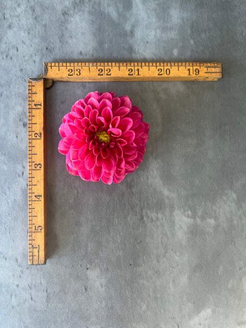 Dahlia Zundert Mystery Fox - Sunny Meadows Flower Farm