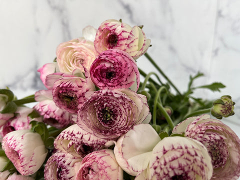 Ranunculus Corms-Bianco Striato - Sunny Meadows Flower Farm