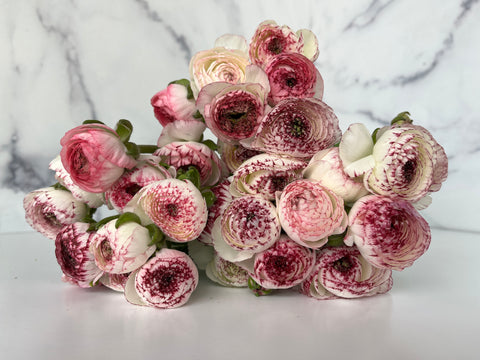 Ranunculus Corms-Bianco Striato - Sunny Meadows Flower Farm