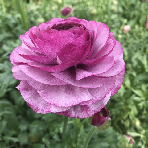 Ranunculus Corms-Purple Jean - Sunny Meadows Flower Farm