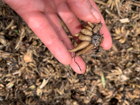 Ranunculus Corms-Salmon - Sunny Meadows Flower Farm